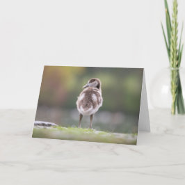 Foto på Cute Gosling Nature Kort