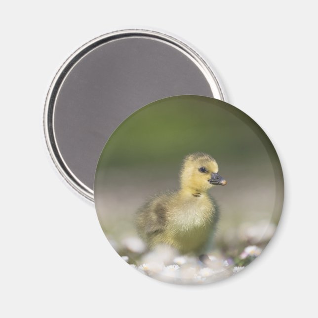 Foto på Cute Gosling Nature Magnet (Front/Back)