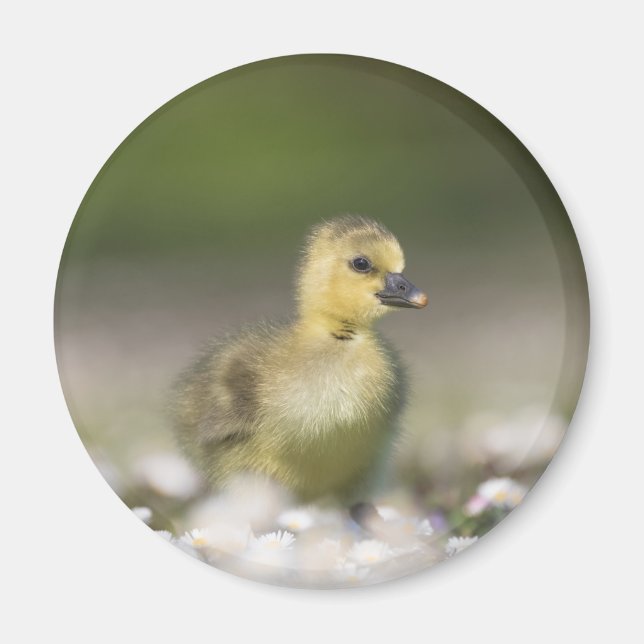 Foto på Cute Gosling Nature Magnet (Framsidan)