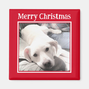 Foto på Cute Hund Red Magnet