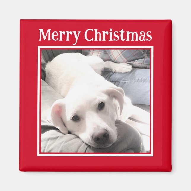 Foto på Cute Hund Red Magnet (Framsidan)