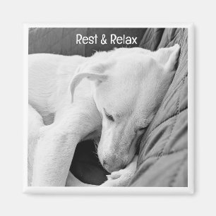 Foto på Cute Hund Sleeping, kom snart Magnet