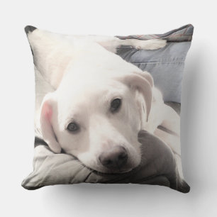 Foto på Cute Lazy White Hund Hanging Out with Papp Kudde