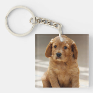 Foto på Cute Puppy Porträtt