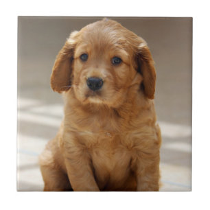 Foto på Cute Puppy Porträtt Kakelplatta