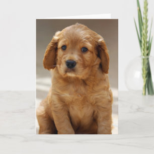 Foto på Cute Puppy Porträtt Kort