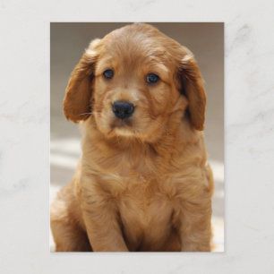 Foto på Cute Puppy Porträtt Vykort