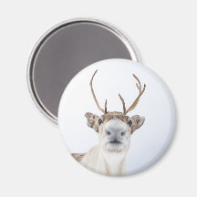 Foto på Cute Reindeer Nature