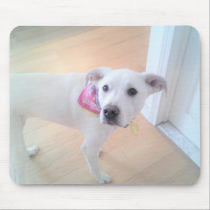Foto på Cute Sweet White Puppy Hund Ansikte Musmatta
