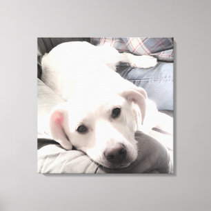 Foto på Cute Tired hund med Pappa på soffans kvadr Canvastryck