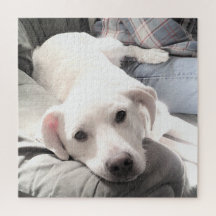 Foto på Cute Tired hund med Pappa på soffans kvadr