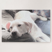 Foto på Cute Tired White Hund Hanging Out with Pap