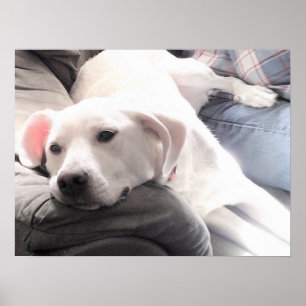 Foto på Cute Tired White Hund med bästa vän Pappa Poster