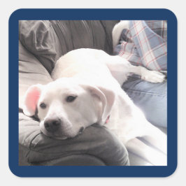 Foto på Cute Tired White Hund på soffan med Pappa Fyrkantigt Klistermärke