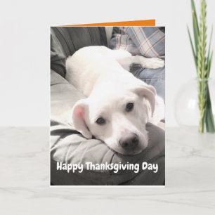 Foto på Cute White Hund med Pappa Thanksgiving Kort