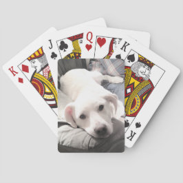 Foto på Cute White Hund som svänger ut med Pappa Casinokort