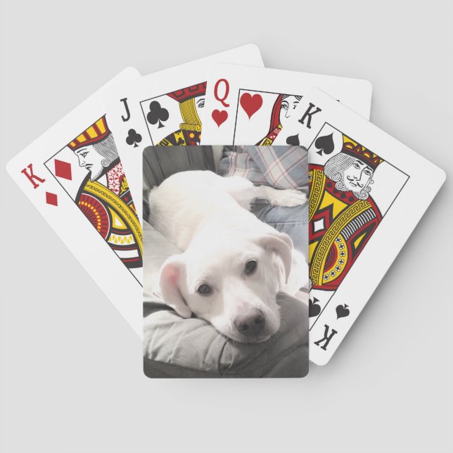 Foto på Cute White Hund som svänger ut med Pappa Casinokort (Baksidan)