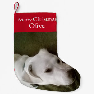 Foto på Cute White Puppy Hund Adsible Small Liten Julstrumpa