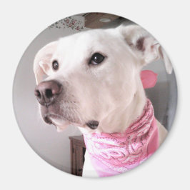 Foto på Cute White Puppy Hund med Rosa Scarf Magnet