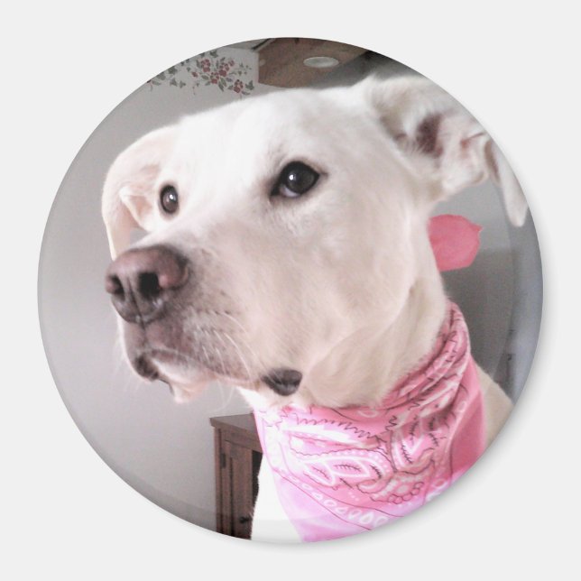 Foto på Cute White Puppy Hund med Rosa Scarf Magnet (Framsidan)