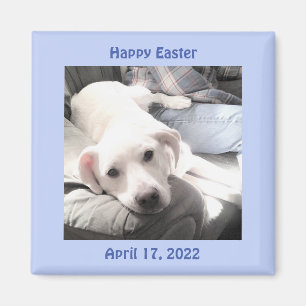 Foto på Cute White Puppy Hund Påsk Gift Blue Magnet