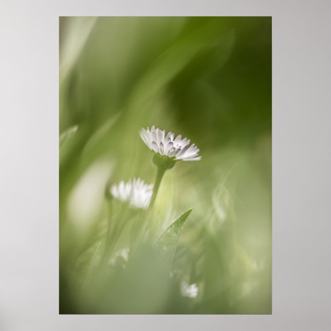 Foto på daisyns blommans natur poster (Framsidan)