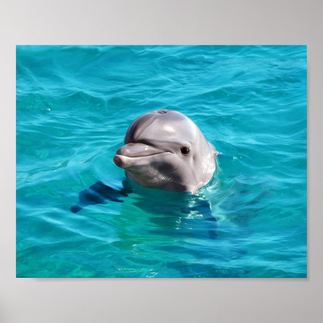 Foto på delfin i blått vatten poster (Framsidan)