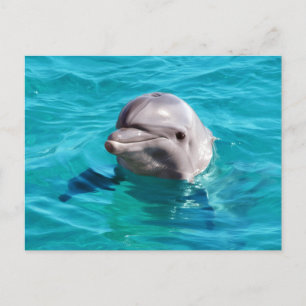 Foto på delfin i blått vatten vykort