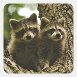 Foto på den berömvärda Cute Baby Raccoons Fyrkantigt Klistermärke