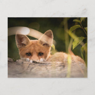 Foto på en Cute Little Fox Vykort