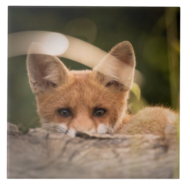 Foto på en Cute Little Orange Fox Kakelplatta (Framsidan)