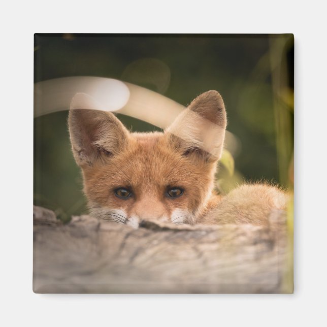 Foto på en Cute Little Orange Fox Magnet (Framsidan)