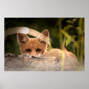 Foto på en Cute Little Orange Fox Poster