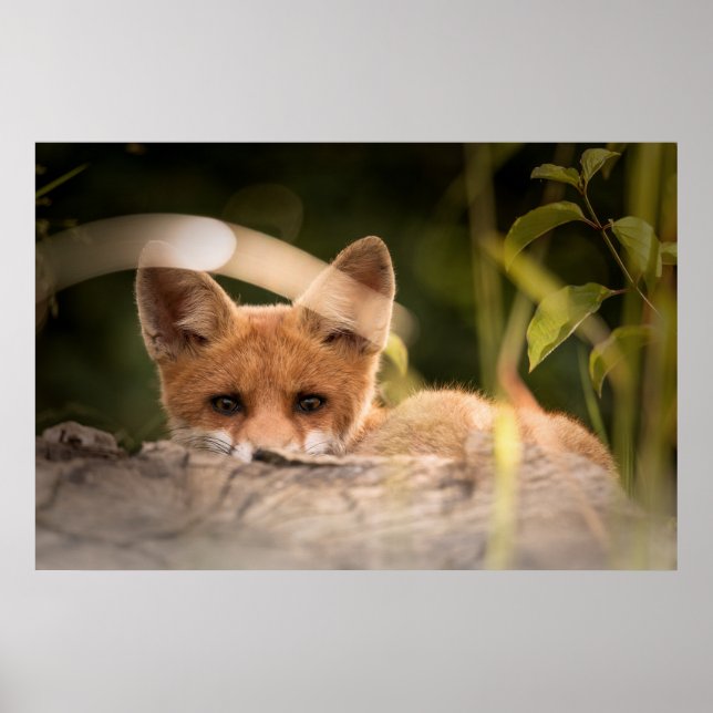 Foto på en Cute Little Orange Fox Poster (Framsidan)