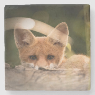 Foto på en Cute Little Orange Fox Stenunderlägg