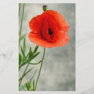 Foto på en enda vallmoblomma flygblad