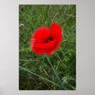 Foto på en enda vallmoblomma poster