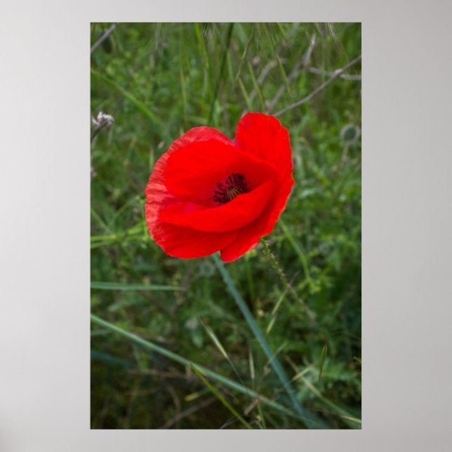 Foto på en enda vallmoblomma poster (Framsidan)