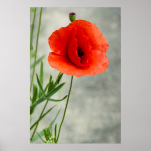Foto på en enda vallmoblomma poster