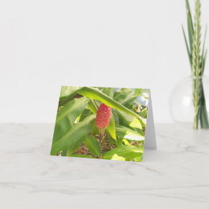 Foto på en Shampoo Ginger-blomknopp Kort