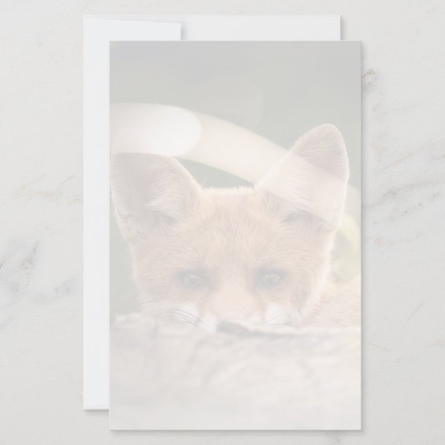 Foto på en söt liten orange räv (Framsida)