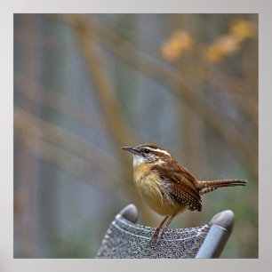 Foto på en vänligt Carolina Wren. Poster