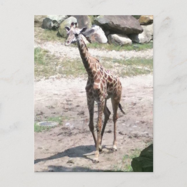 Foto på ett baby giraffe som går i naturvykort vykort (Framsida)