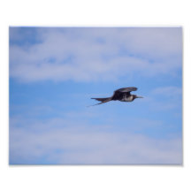 Foto på flygande fregattfågel