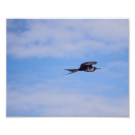 Foto på flygande fregattfågel