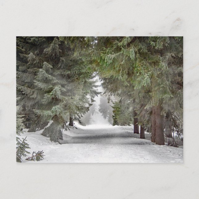 Foto på Forest Road Snö Gräs Träd Vykort (Framsida)