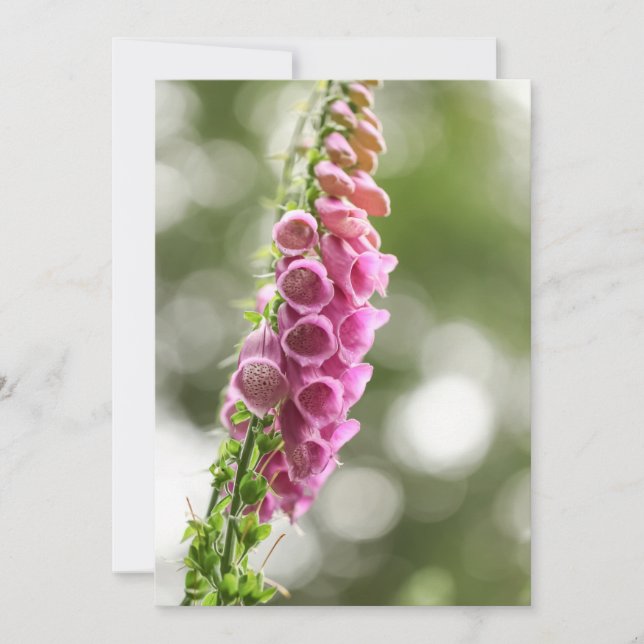 Foto på foxglove Nature Kort (Framsida)