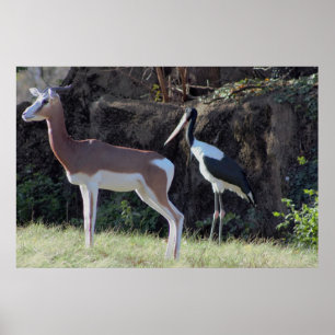 Foto på gasell och stork poster