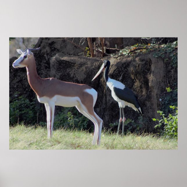 Foto på gasell och stork poster (Framsidan)