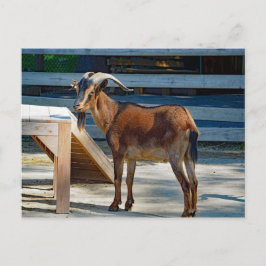Foto på Goat Black Brown Horns djurprofil Vykort
